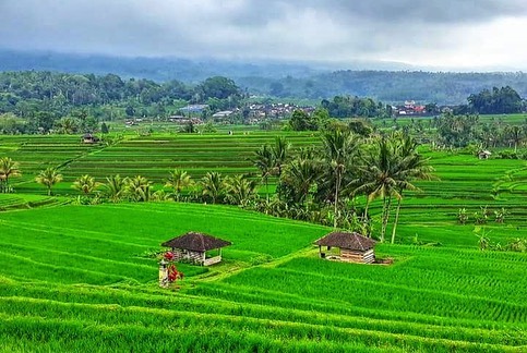 Akhir Maret 2024, Wilayah Banten Sebanyak 45 Ribu Hektar Sawah akan Panen Raya