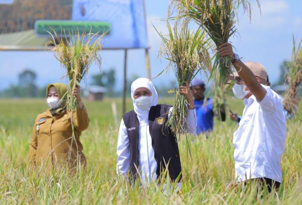 Wujudkan Ketahanan Pangan, Khofifah Panen Raya Padi Varietas