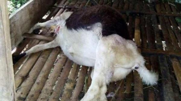 Hati-hati, Komplotan Maling Kambing di Depok Beraksi Jelang Lebaran