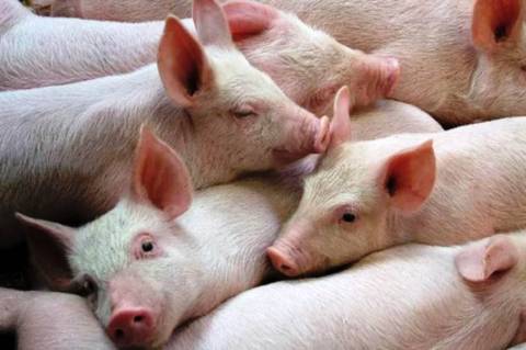 Daftar Negara Penghasil Daging Babi Terbesar di Dunia, No 5 Hampir Ekspor ke Indonesia