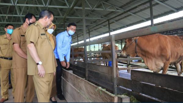 Kebutuhan Capai 100.000 Ekor per Tahun, Potensi Ternak Sapi di Kaltim Menjanjikan