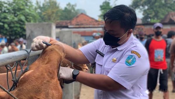 Antisipasi Wabah PMK, Petugas Chek Sapi di Pasar Hewan