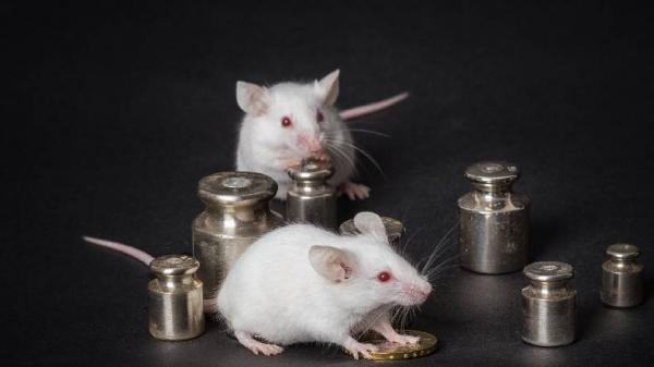 Ilmuwan Jepang Sukses Kloning Tikus dari Sel Kulit, Begini Penjelasannya