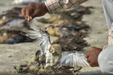 Akibat Gelombang Panas di India,  Kolam dan Sungai Menguap Ribuan Burung Berjatuhan