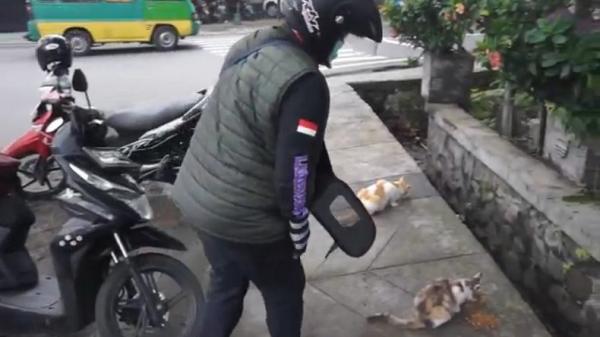 Begini Kisah Mulia Driver Ojol Wanita yang Menolong Kucing Terlantar di Jalanan