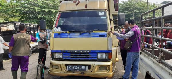 PMK Merebak, Guru Besar FKH UGM: Hentikan Lalu Lintas Ternak di Daerah Wabah