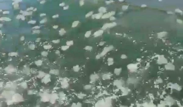 Fenomena Kemunculan Ubur-ubur di Perairan Probolinggo, Pertanda Apakah ini?