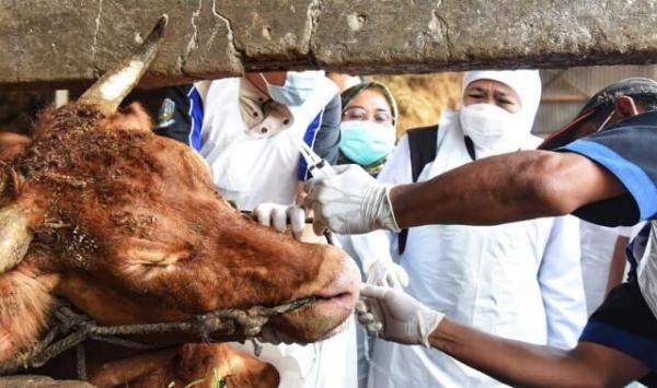 Ratusan Sapi di Lombok Timur Terjangkiti PMK, Virus Terdeteksi Menyebar Disejumlah Kecamatan  