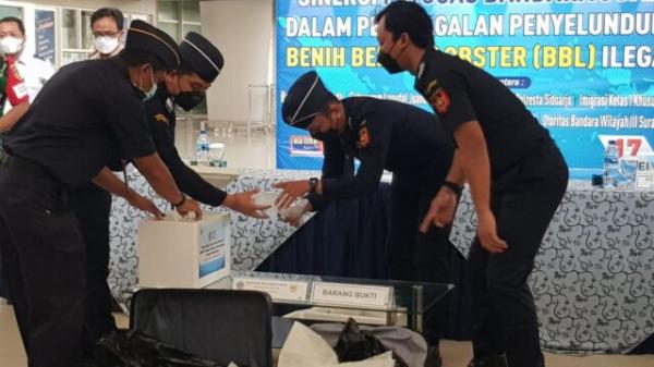Petugas Gabungan Gagalkan Penyelundupan Benih Lobster Tujuan Singapura di Juanda