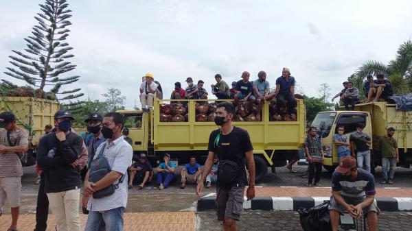 Demo Bawa Truk Berisi TBS, Ratusan Petani Sawit Beltim Desak Jokowi Cabut Larangan Ekspor CPO