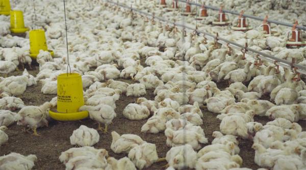 Melihat Lebih Dekat Sistem Peternakan Ayam McDonald’s Indonesia