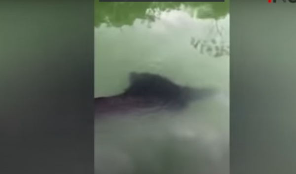 Bayangan Ikan Raksasa Muncul di Danau Ranu Pakis Lumajang
