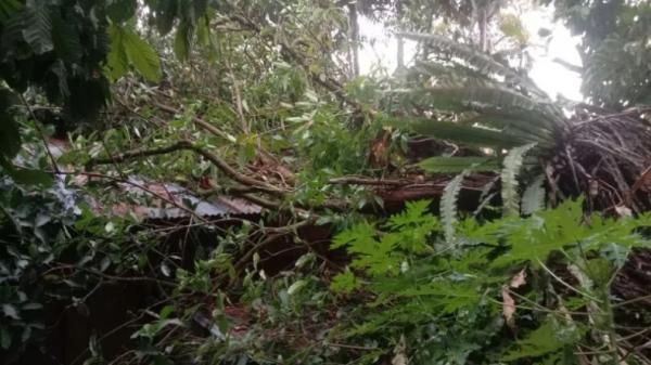 2 Pengendara Motor Di Cikupa Tertimpa Pohon Tumbang, Akibat Angin Kencang Dan Hujan Deras