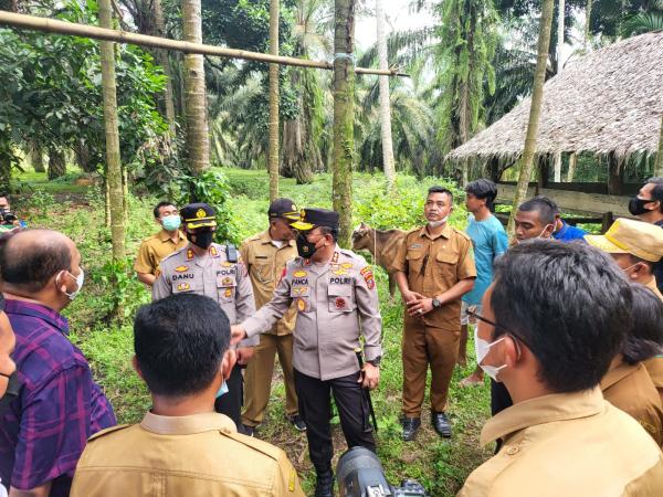 Cegah Penyebaran PMK, Kapolda Sumut Sidak Peternakan Sapi di Langkat