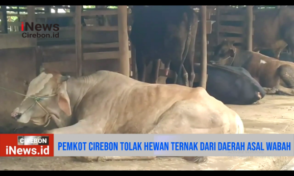 Video Antisipasi Penyakit PMK, Pemkot Cirebon Tolak Penerimaan Hewan Ternak dari Daerah Asal Wabah