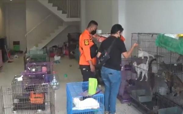 Pecinta Kucing Wajib Tahu, Ratusan Kucing Bikin Gempar Surabaya