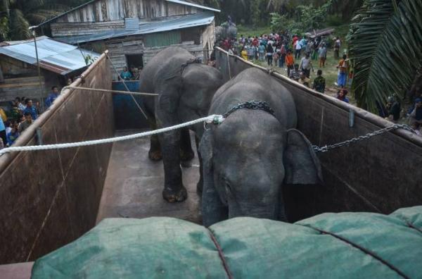 2 Gajah Jantan Sumatera Taman Nasional Tesso Nilo Riau Dipindah ke Kelompok Gajah Betina di Jambi