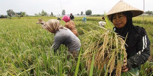 Guru Besar Unnes: Program KUR Pertanian Bisa Kurangi Beban Petani
