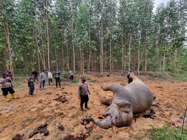 Gajah Betina Sumatera Mati Diracun Warga, Kawannya Ngamuk Hancurkan Sejumlah Pondok