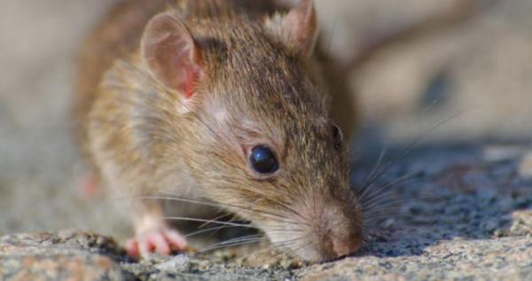 Muncul Kasus Penyakit Misterius dari Tikus di Indonesia