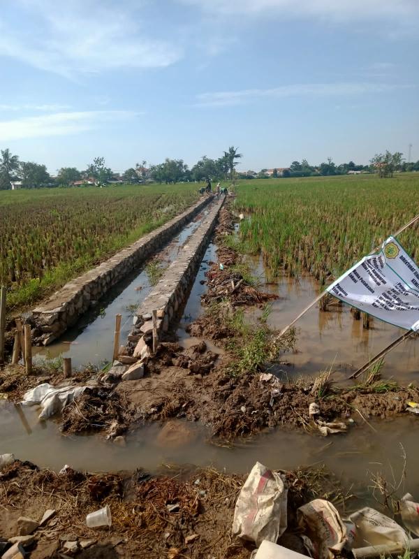 Tidak Lagi Sulit Air, Petani Beri Jempol Pembangunan Saluran Irigasi di Rengasdengklok oleh Kementan