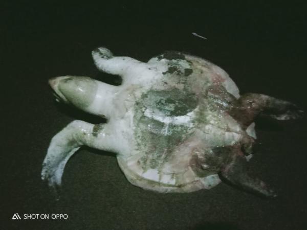 Duh, Penyu Usia Sekitar 20-25 Tahun Mati Makan Plastik Ditemukan di Pantai Cilacap
