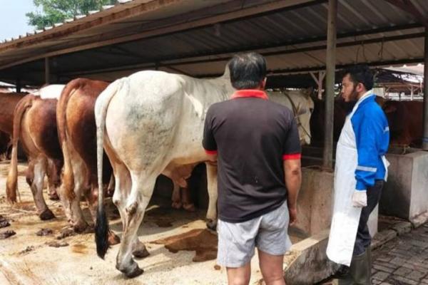 Waduh! Belasan Hewan Ternak di Kota Bekasi Terkonfirmasi Terkena Penyakit Mulut dan Kuku