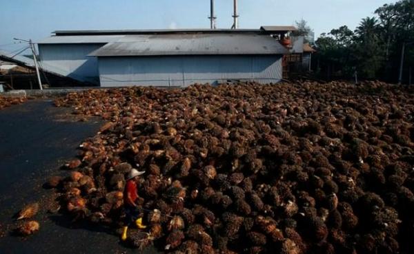Industri Kelapa Sawit Malaysia Kekurangan 100.000 Pekerja, Indonesia diminta Buka Pintu Perbatasan