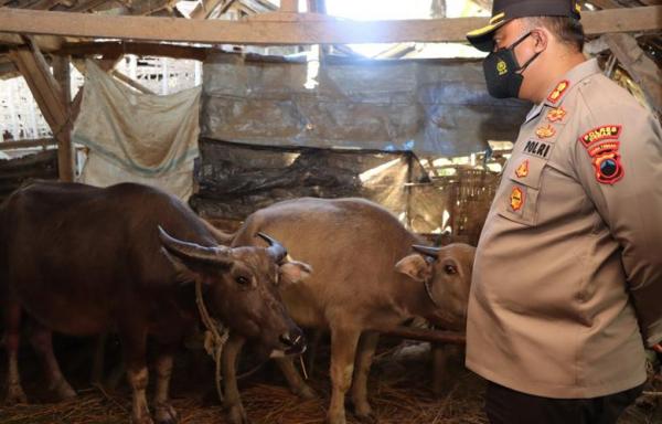 Sejumlah Sapi dan Kerbau di Demak Terjangkit PMK, Polisi Perketat Arus Lalu Lintas Hewan