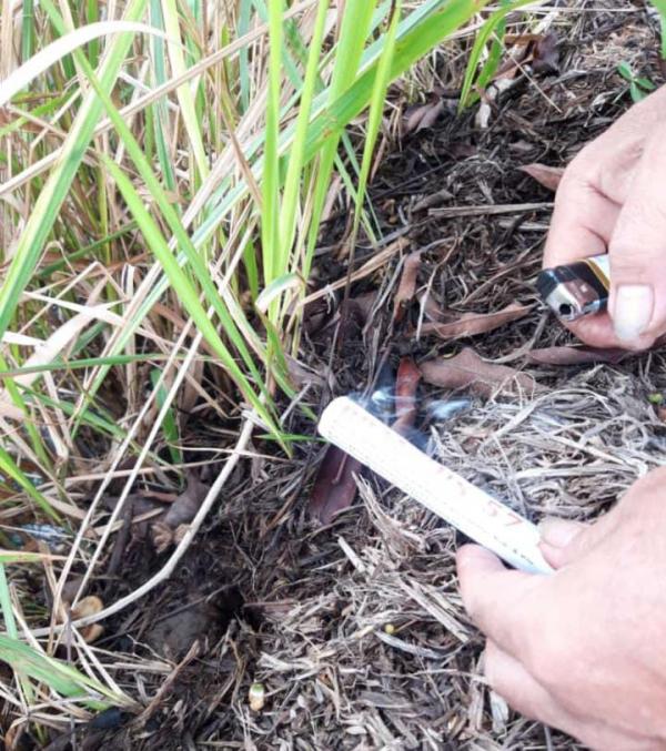 Gerombolan Tikus Sawah Serang Padi Petani di Cianjur