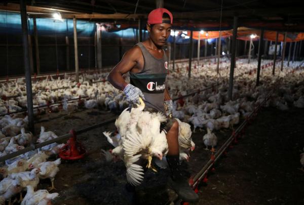 Alamak! Malaysia Stop Ekspor Ayam, Singapura Krisis Makanan