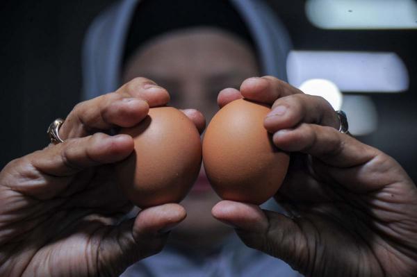 Harga Telur Naik Ya Bun!
