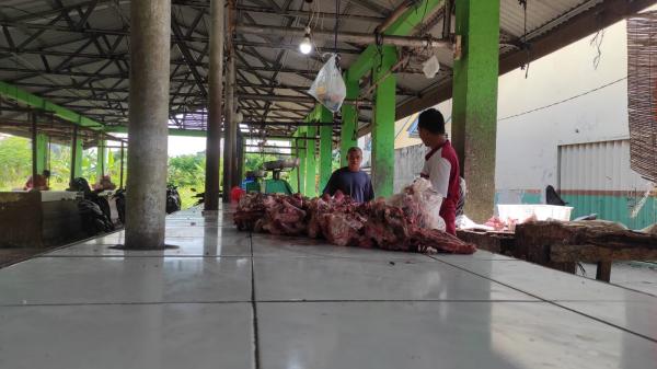 Sapi Qurban Didatangkan ke Bangka Barat pada Pertengahan Juni