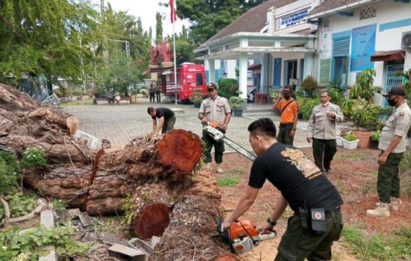 Pohon Besar Setinggi 15 Meter Tumbang Hancurkan Pagar SD di Padang