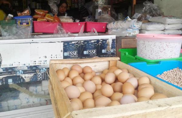 Penyebab Harga Telur Masih Tinggi dan Sulit Dikontrol