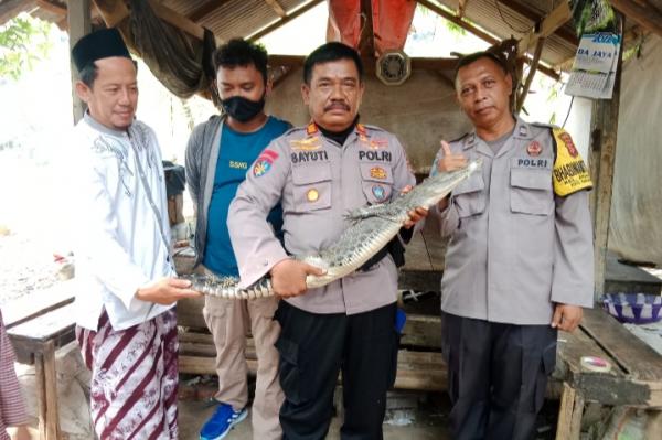 Buaya Sepanjang 1 Meter Gegerkan Warga Argasunya Cirebon