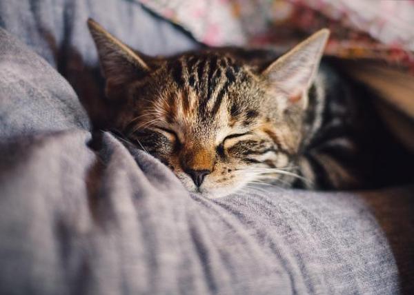 Mengapa Kucing Habiskan Waktu Banyak Untuk Tidur