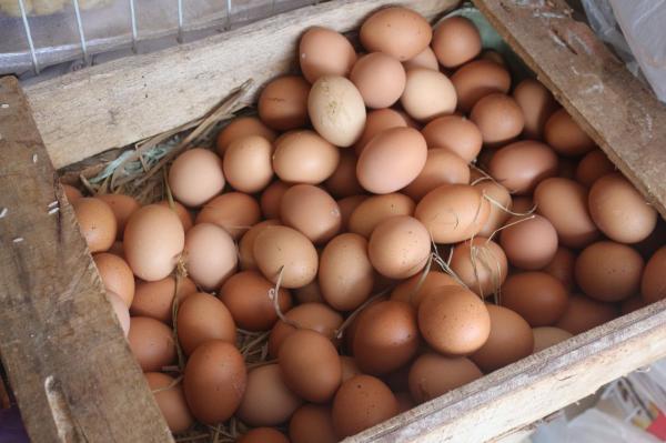 Cuaca Ekstrem Picu Harga Telur Ayam Melambung