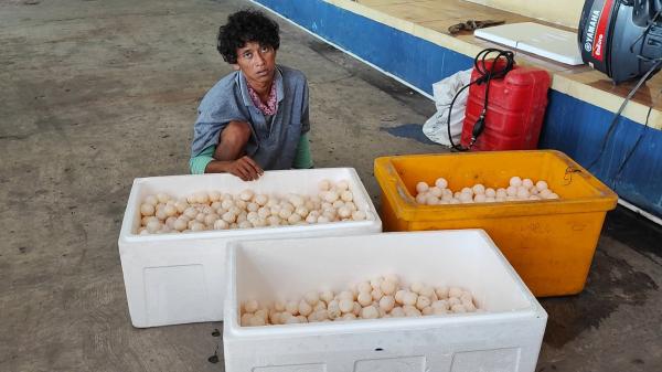 Foto Ribuan Telur Penyu Dicuri dari Pulau Gelasa