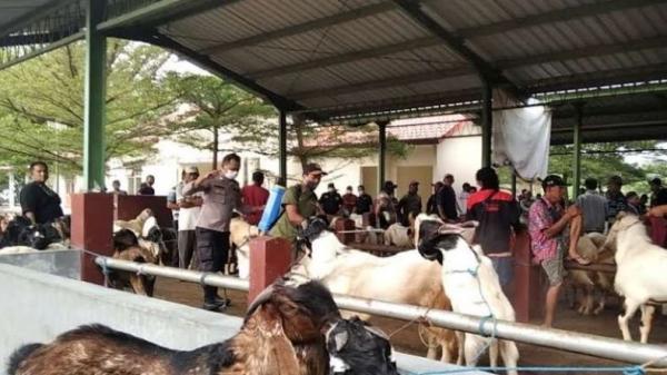 Wabah PMK, Pemkab Kudus Jamin Stok Ternak Cukup untuk Hewan Kurban