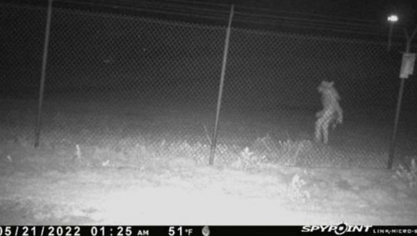 Penampakan Aneh Tertangkap Kamera CCTV Kebun Binatang, Manusia Serigala?