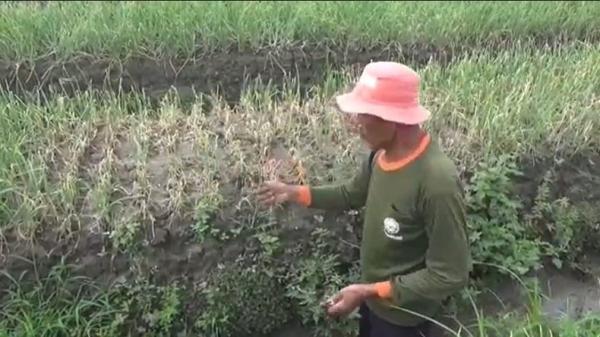 Ratusan Hektare Tanaman Bawang Merah di Brebes Gagal Panen Akibat Cuaca Buruk