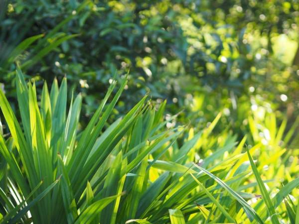 Mengatasi Rambut Rontok Dengan Rebusan Daun Pandan