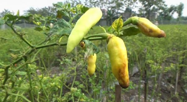 Cuaca Tidak Menentu merusak Tanaman Cabai, Petani Merugi