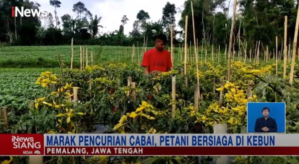 Antisipasi Pencurian, Petani di Pemalang Bersiaga di Kebun Jelang Panen