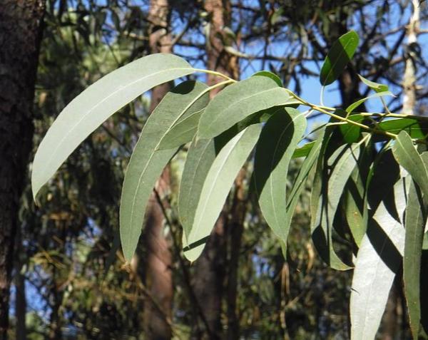 Eucalyptus, Tumbuhan yang Wanginya Tercium di Jasad Eril
