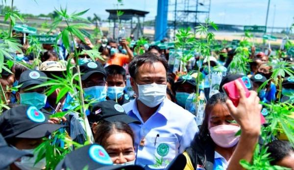 Thailand Legalkan Ganja, Pemerintah Bagikan 1 Juta Batang Pohon Gratis
