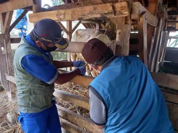 1.393 Ternak di Kabupaten Garut Dinyatakan Sembuh dari Wabah PMK