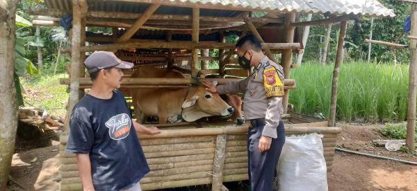 Sasar Peternak Sapi, Polsek Kadupandak Ikut Pantau Antisipasi PMK