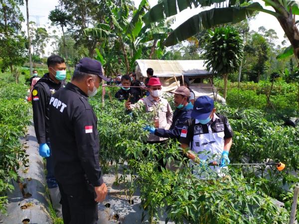 Gerdal Hortikultura, POPT Garut Gandeng Kementan RI Turun Langsung ke Lapangan